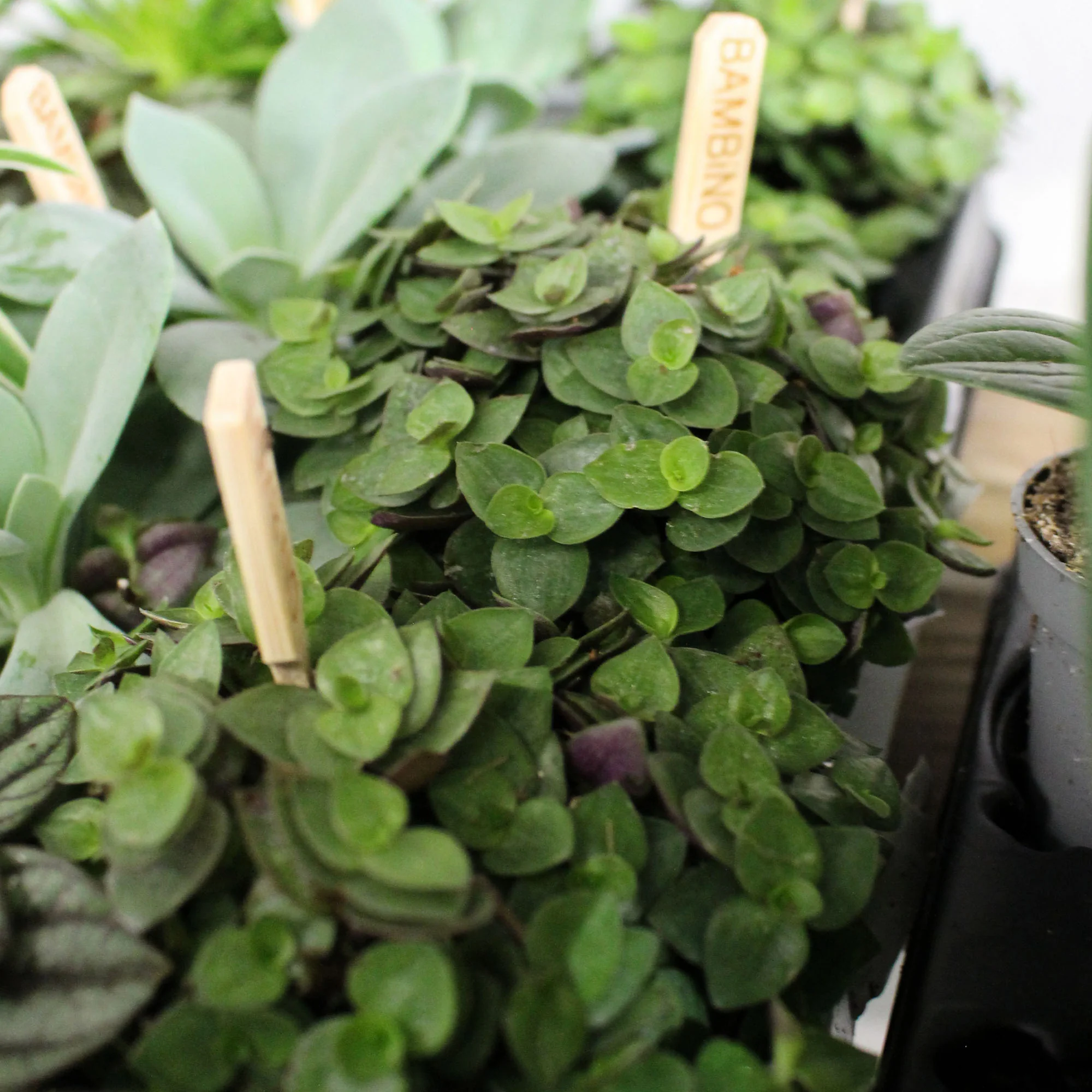 Bambino Houseplant Mix 5.5cm - Image 2