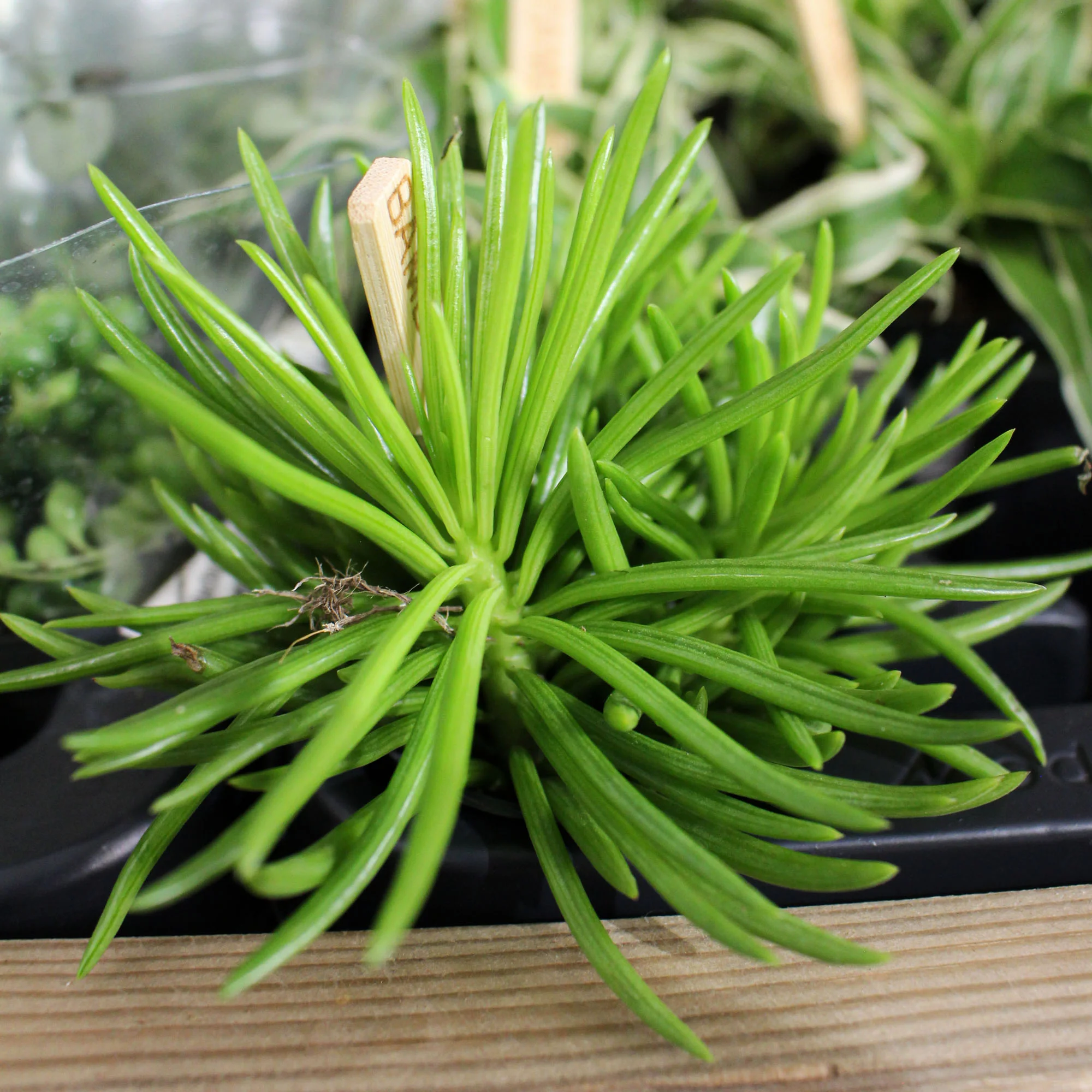 Bambino Houseplant Mix 5.5cm - Image 3