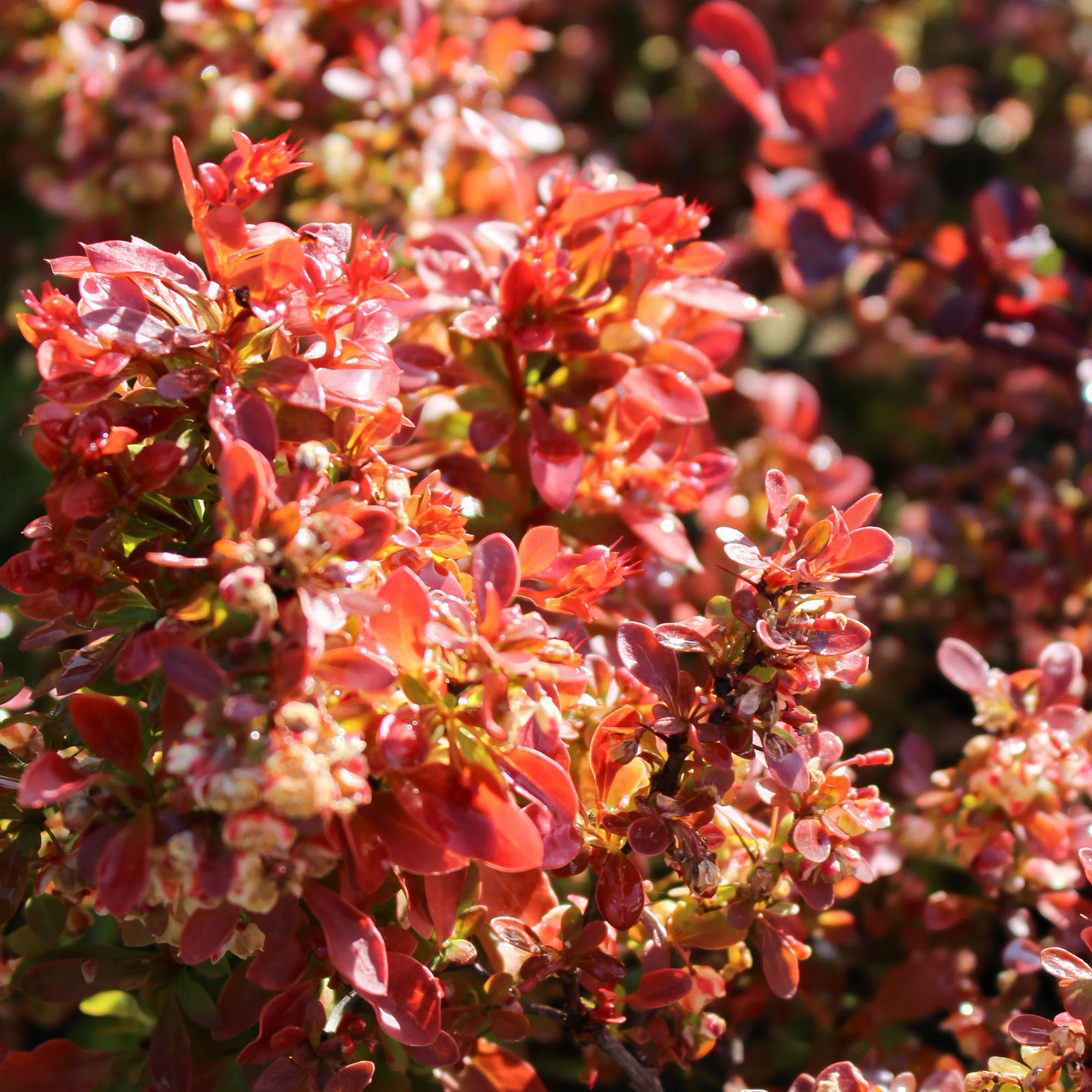 Berberis Thunbergii Admiration 3L