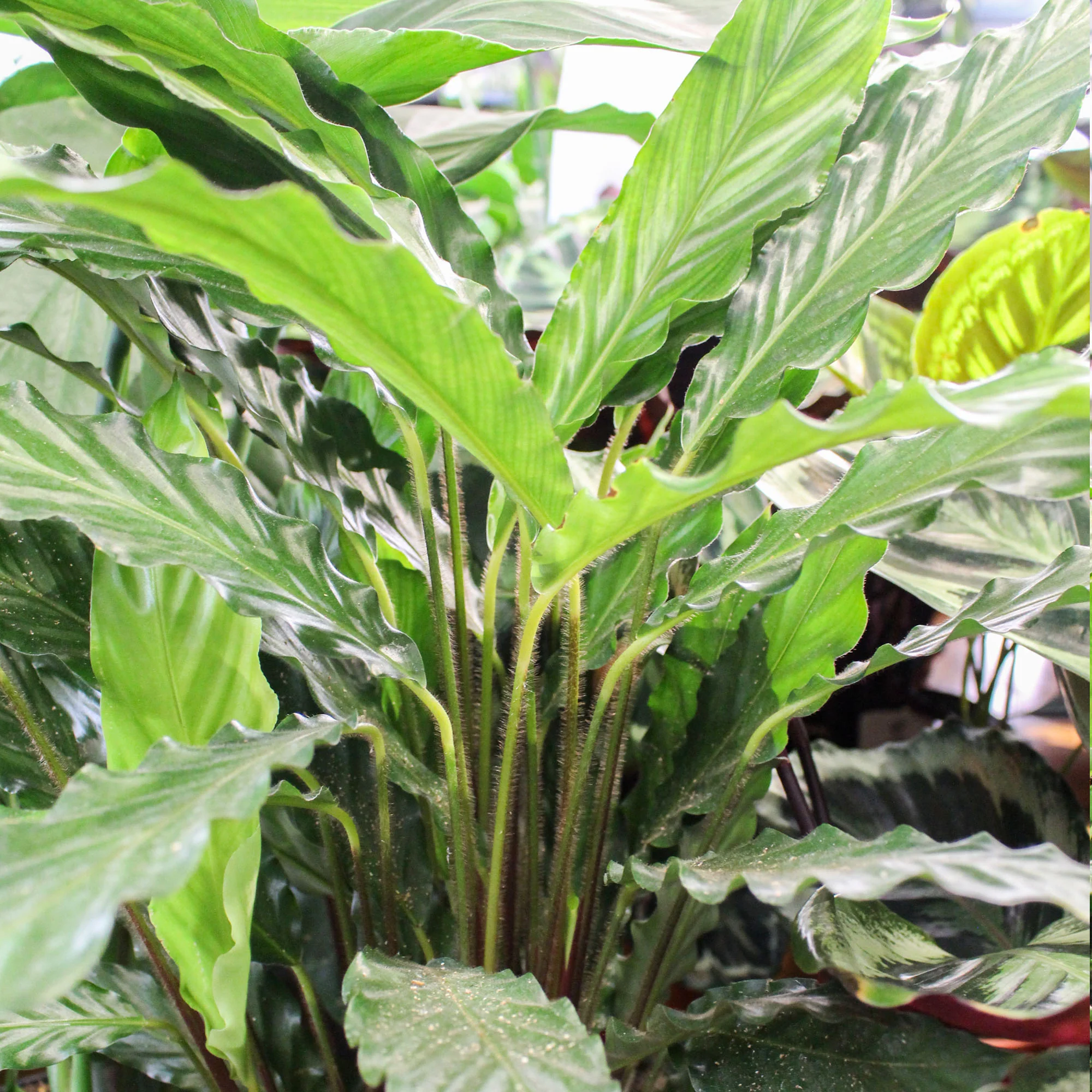 Calathea 'Prayer Plant' 19cm Mix - Image 2