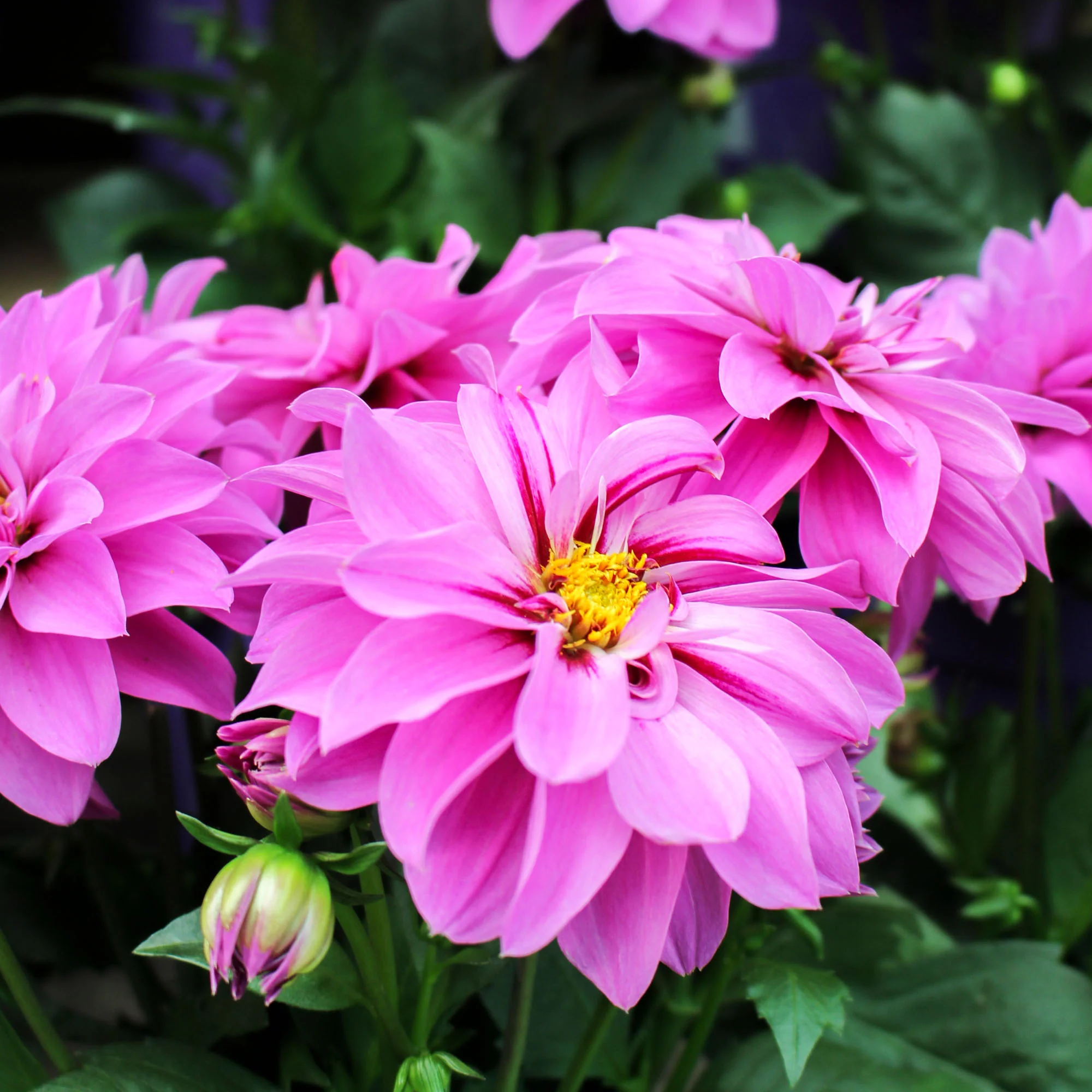 Dahlia Hypnotica 17cm - Image 2