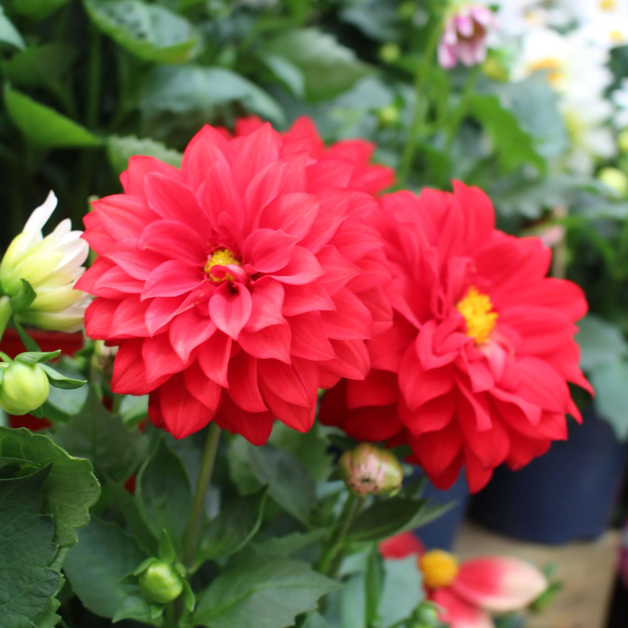 Dahlia Hypnotica 17cm - Image 3
