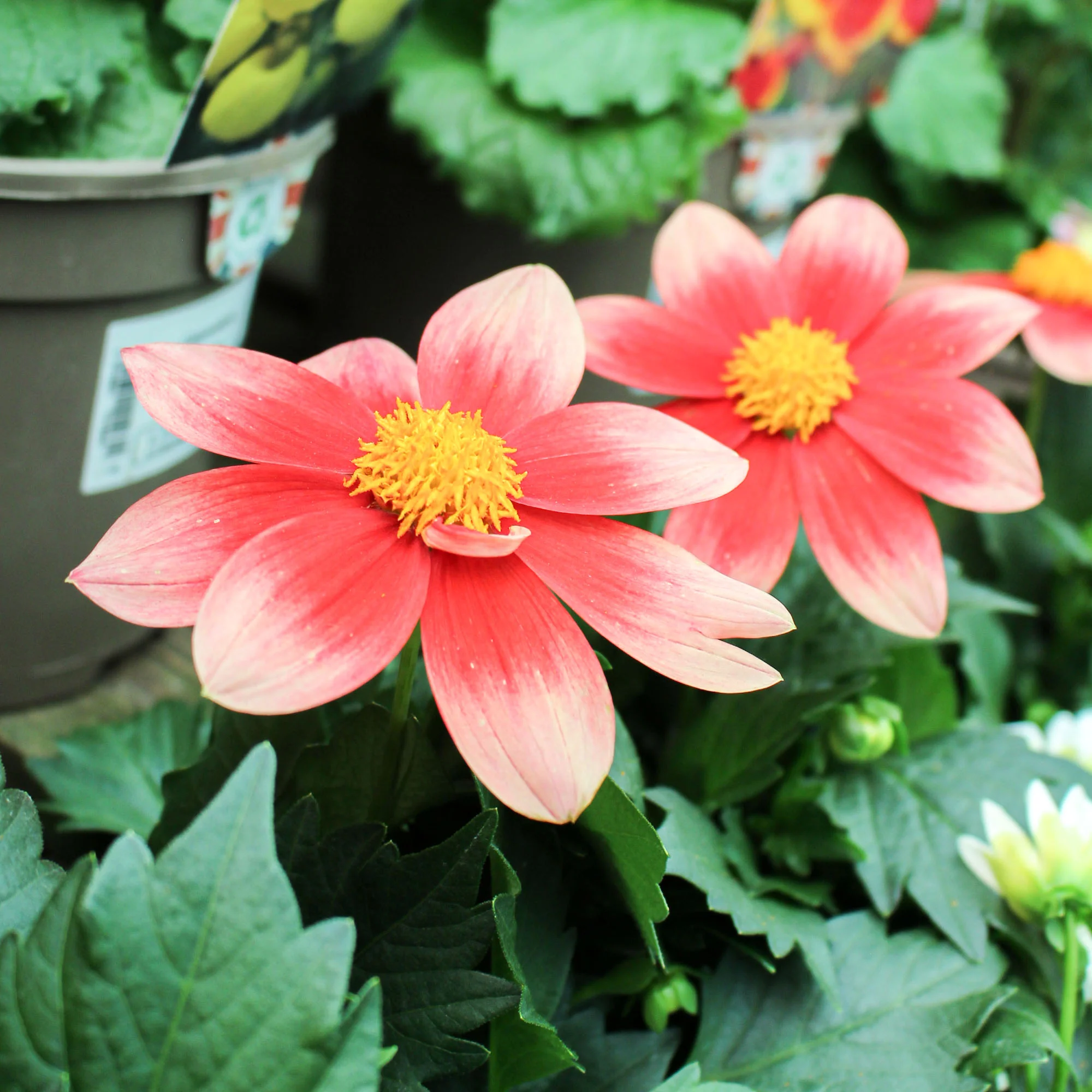 Dahlia ‘Summer Bees’ 12cm - Image 2