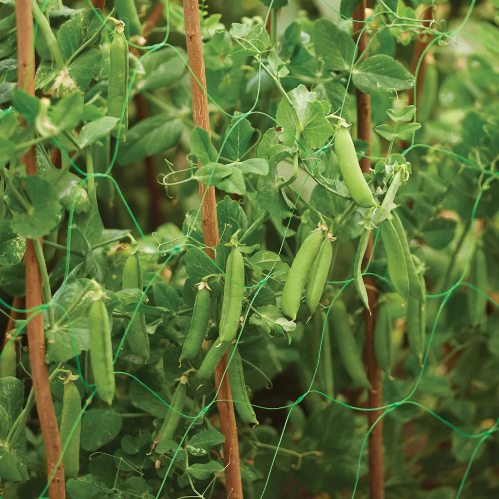 Gardman Pea & Bean Support Netting Green - Image 2