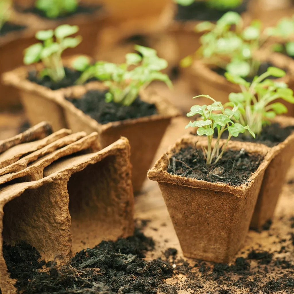 Gro-Sure Square Fibre Pots 6cm Singles Pack of - 20 - Image 3