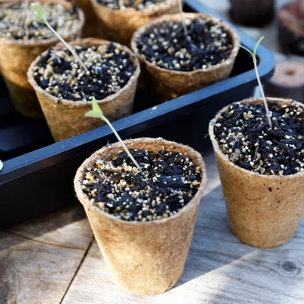 Gro-Sure Round Fibre Pots 6cm Pack of - 96 - Image 2