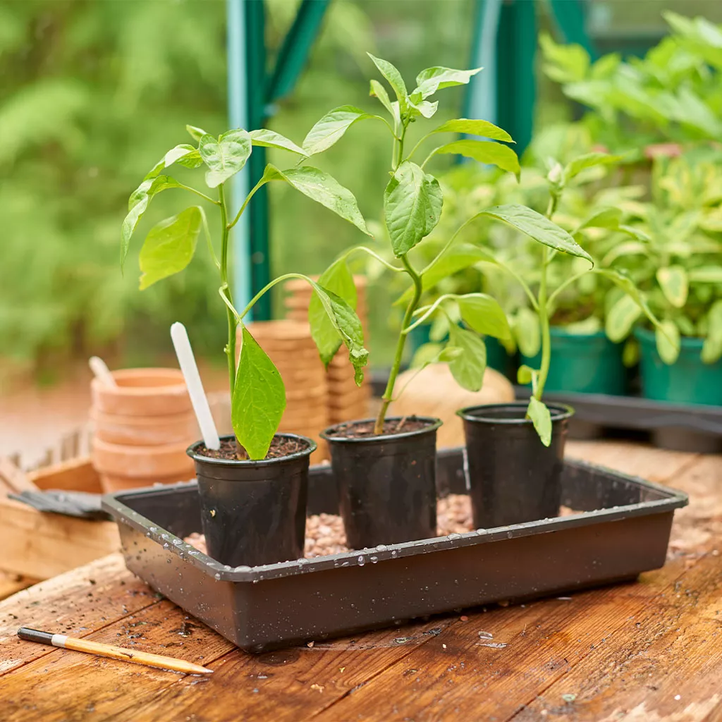 Gardman Gro-Sure Rigid Standard Seed Tray - Image 3
