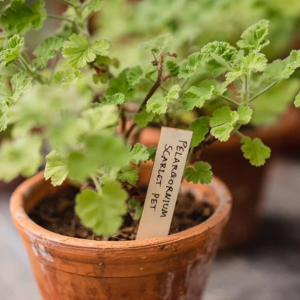 Gardman Wooden Plant Labels - Image 2