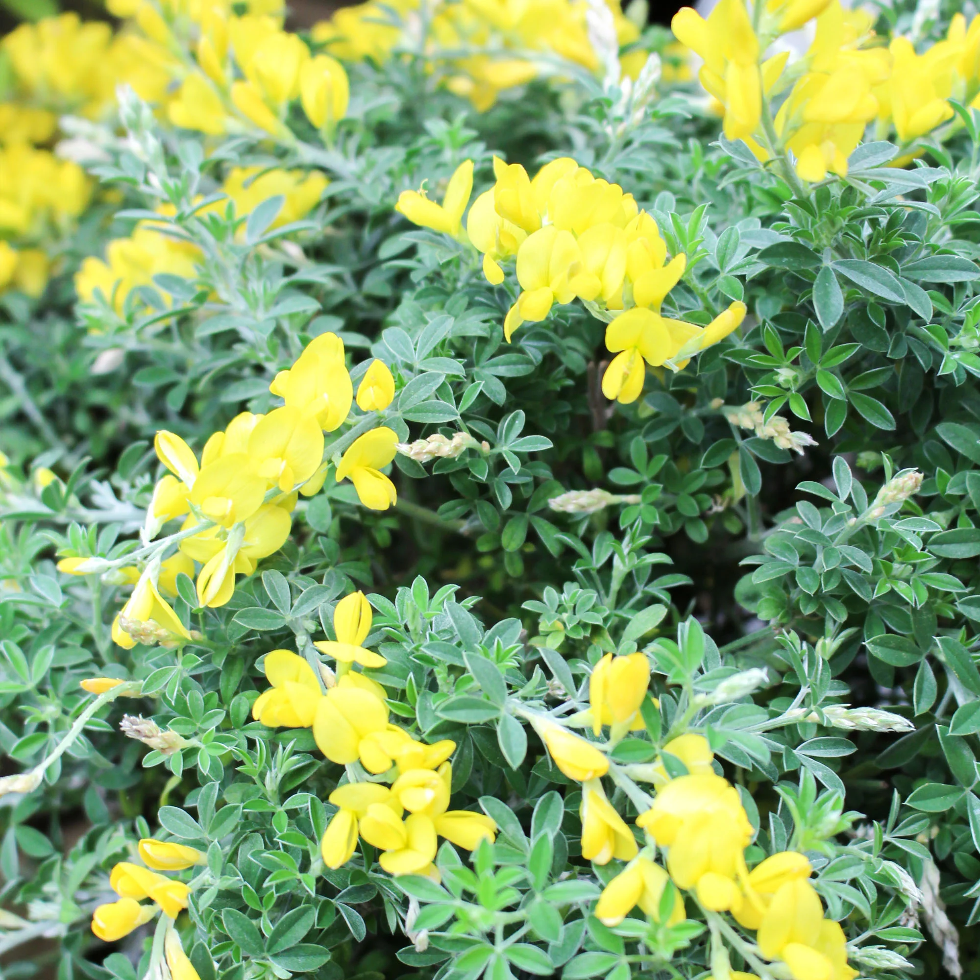 Plants