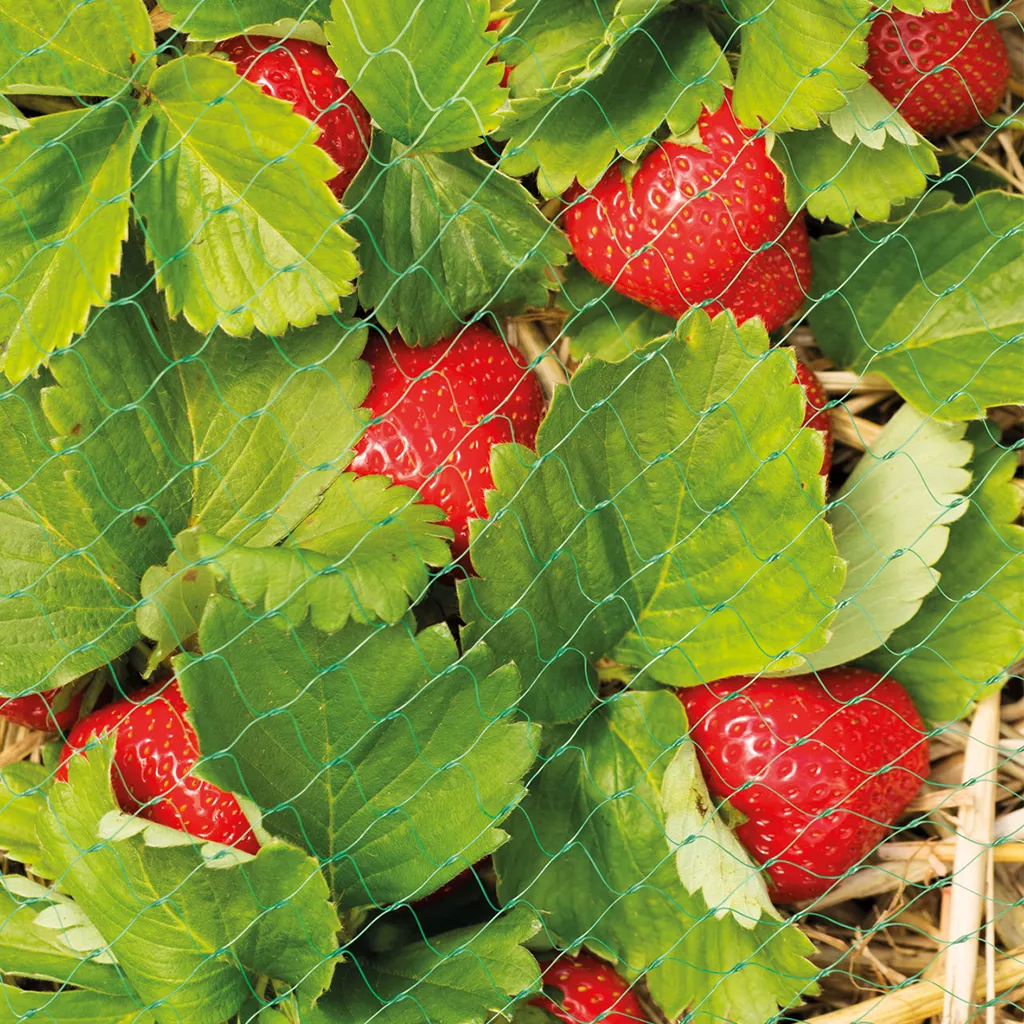 Grow It Protective Fruit & Crop Netting 6m x 2m - Image 2