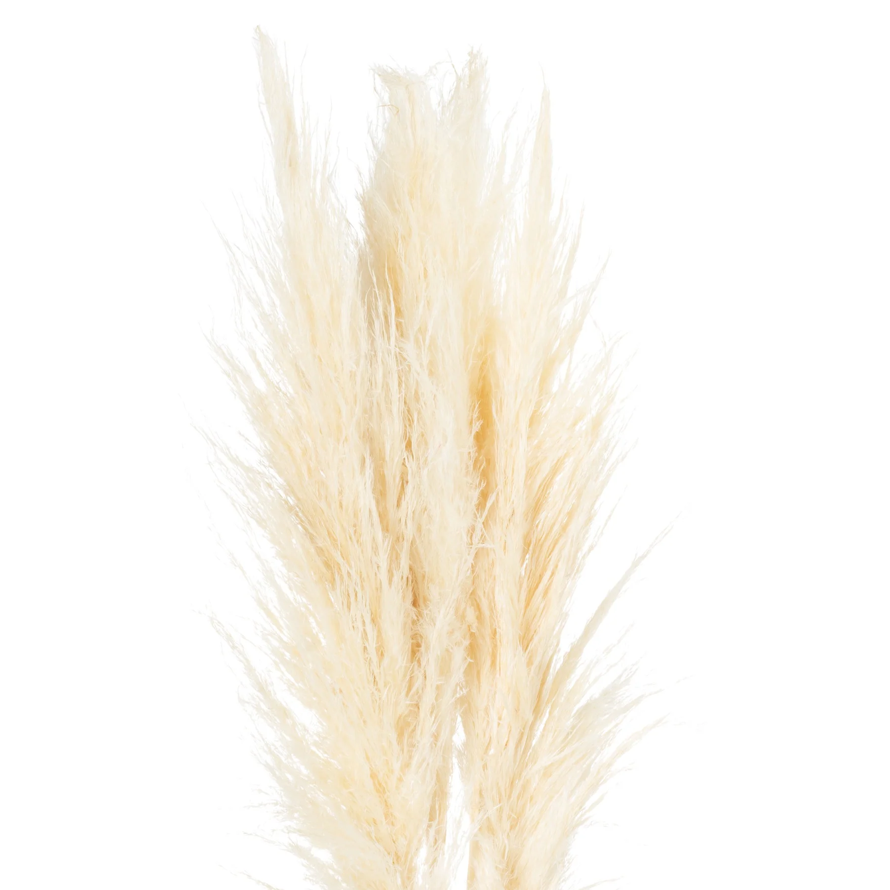Hill Interiors Cream Pampas Grass Stem - Image 3