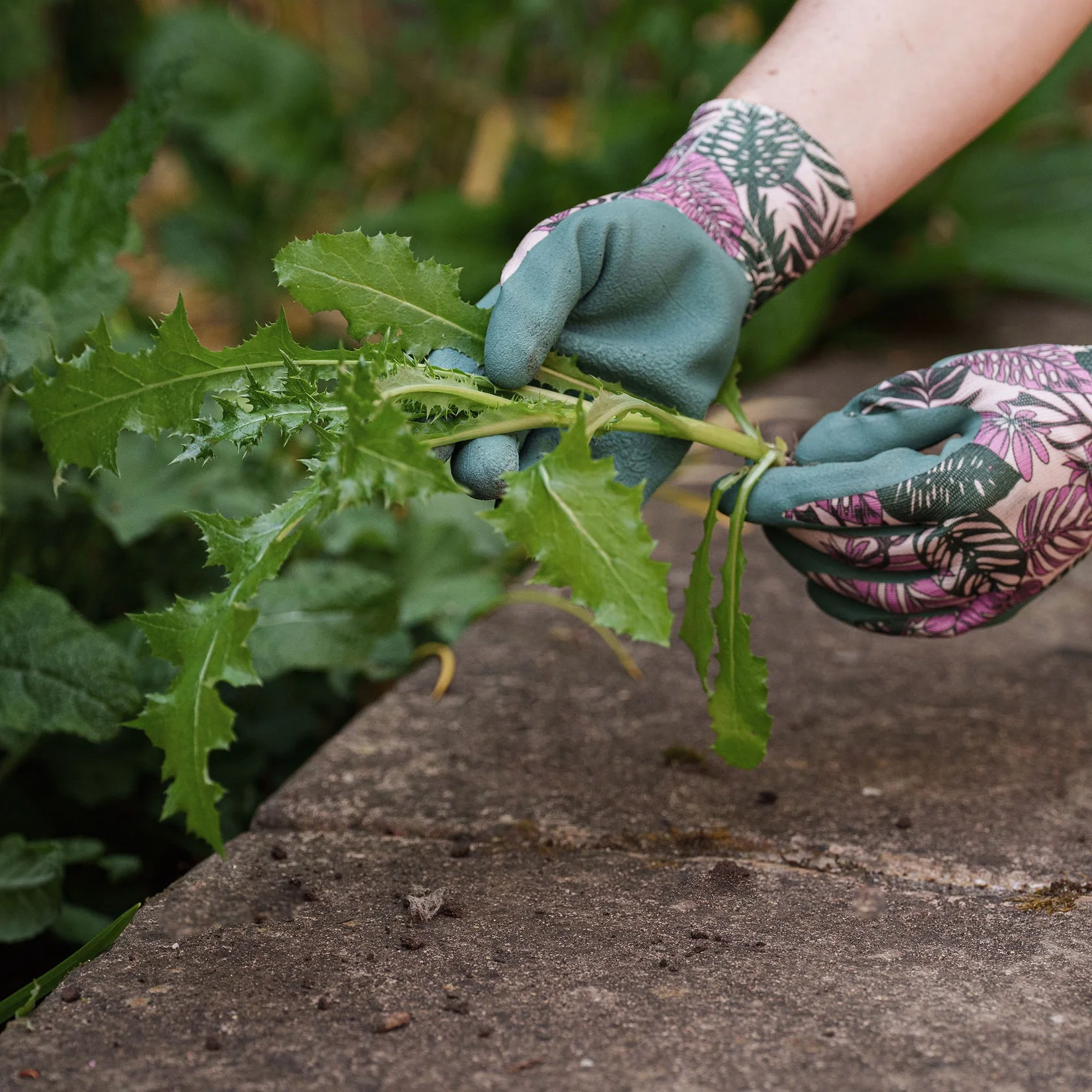 Kent & Stowe Weeding Gloves Botanical Triple Pack - Image 2