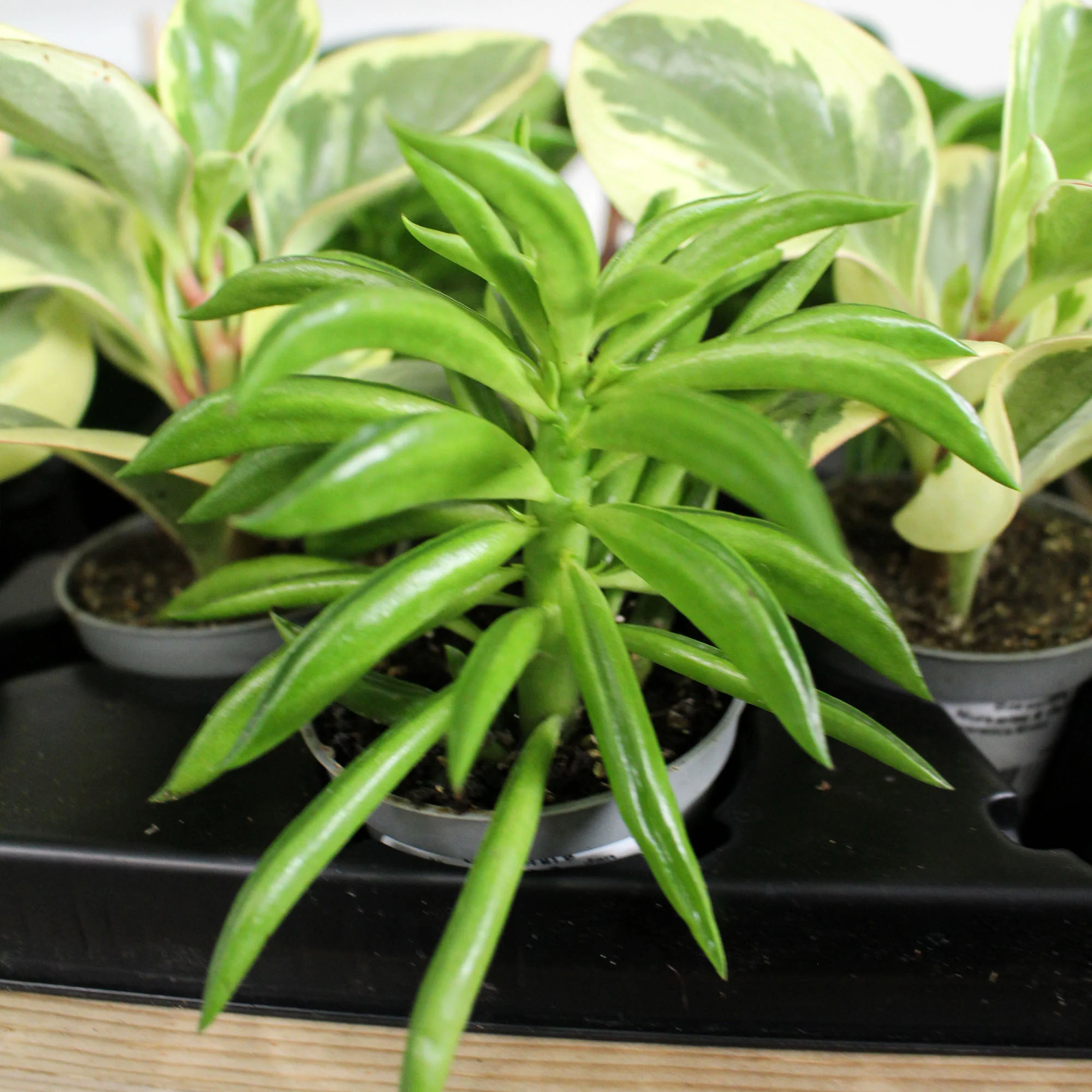 Peperomia Mixed 6cm - Image 2