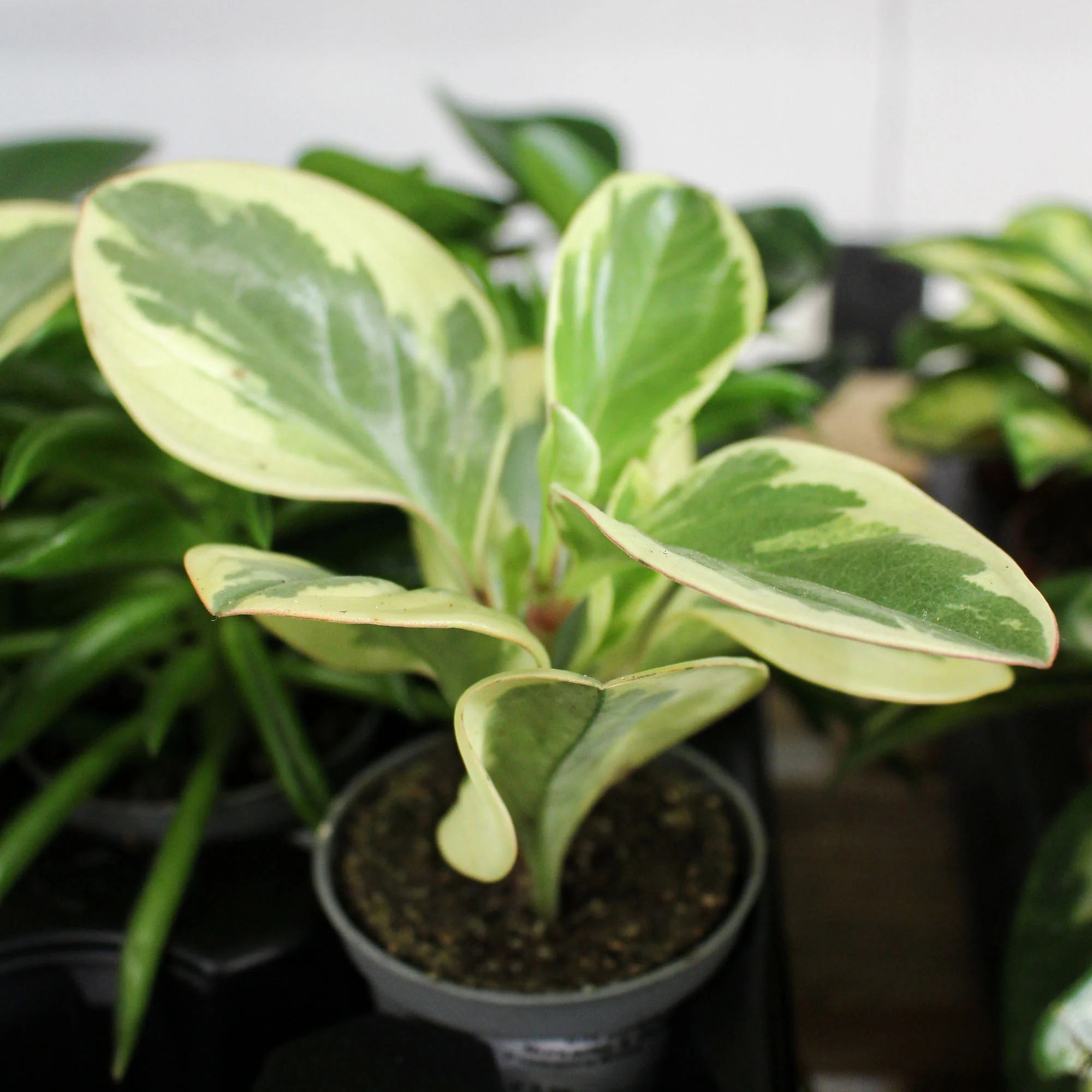 Peperomia Mixed 6cm - Image 3