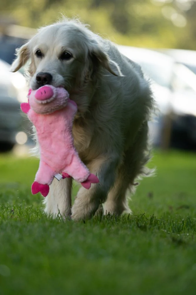 Petface Buddies Crinkle Flat Pig Plush Dog Toy - Image 2
