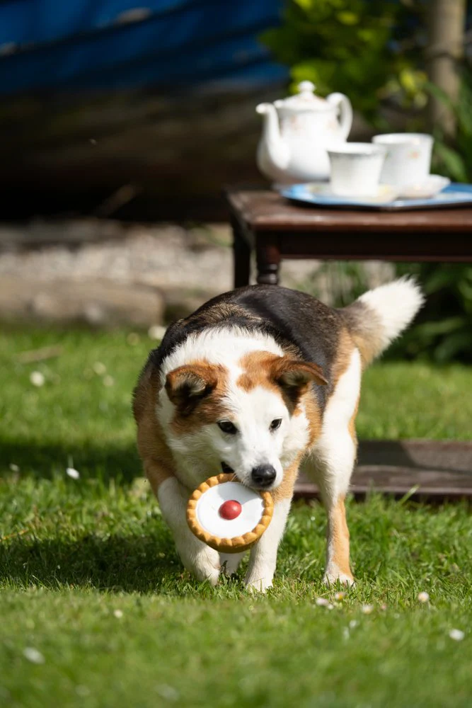 Petface Cherry Bakewell Latex Dog Toy - Image 2