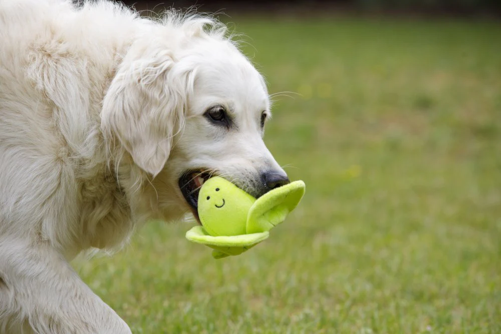 Petface Foodie Faces Fluffy Sprout Plush Dog Toy - Image 2