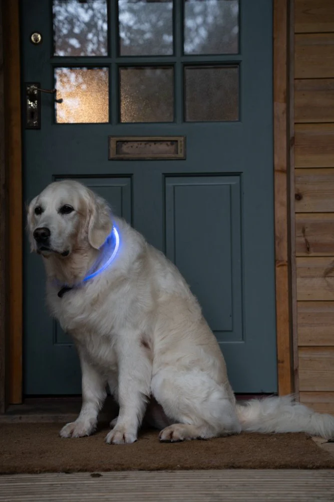 Petface LED Ring Dog Collar - Image 7