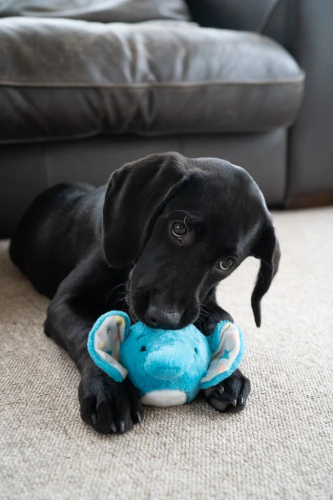 Petface Little Esmee Elephant Ball - Image 2