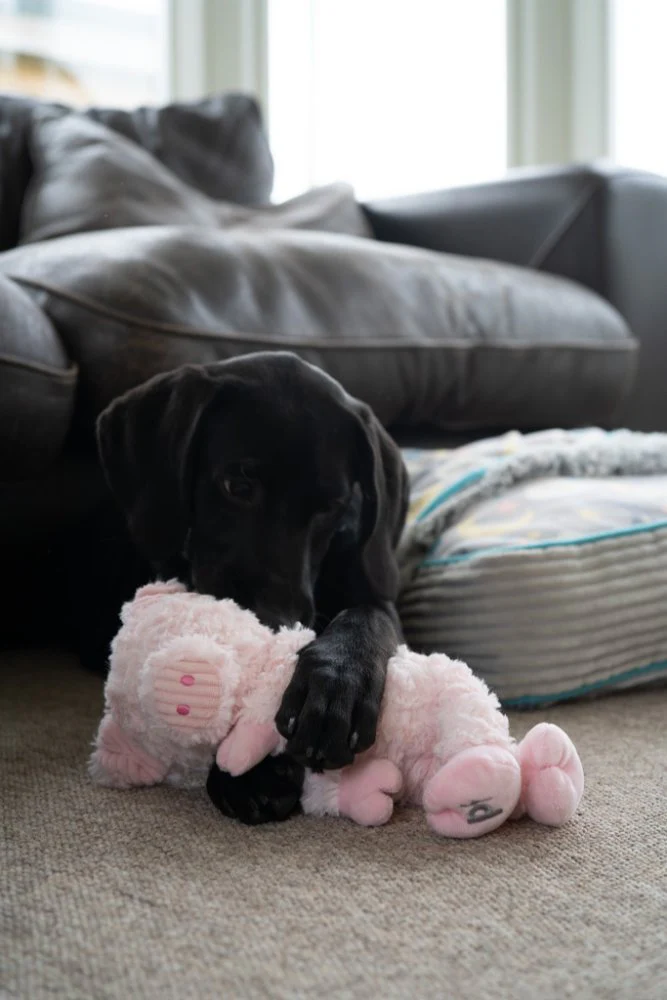Petface Little Peony Pig Plush Dog Toy - Image 3