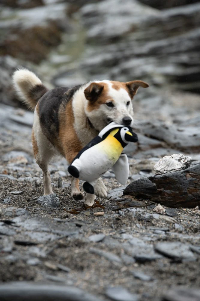 Petface Planet Panuk Penguin Plush Dog Toy - Image 2