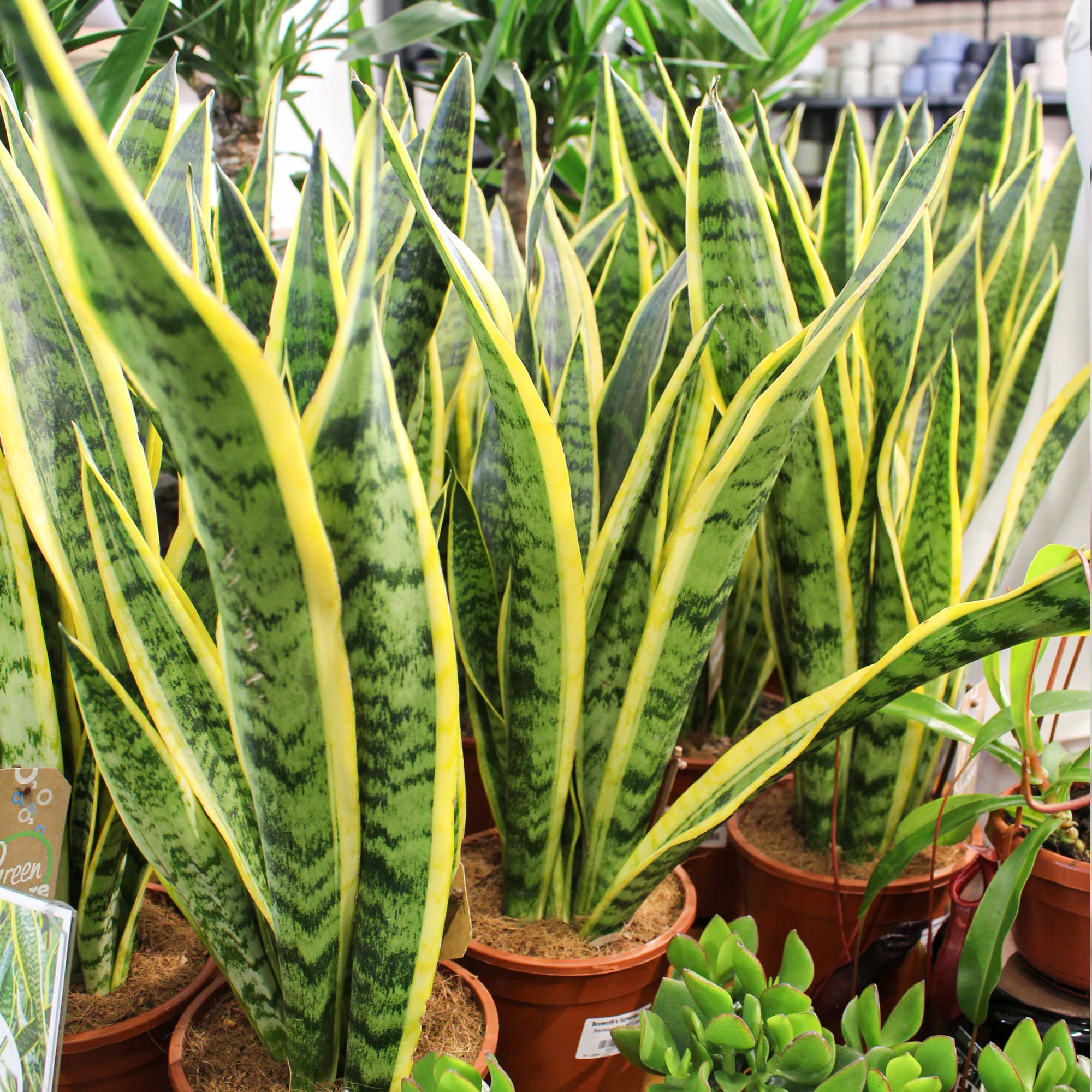 Sansevieria Trifasciata Laurentii 'Snake Plant' 17cm