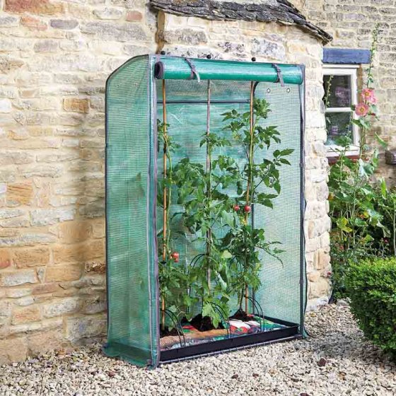 Smart Garden GroZone Tomato - Image 2