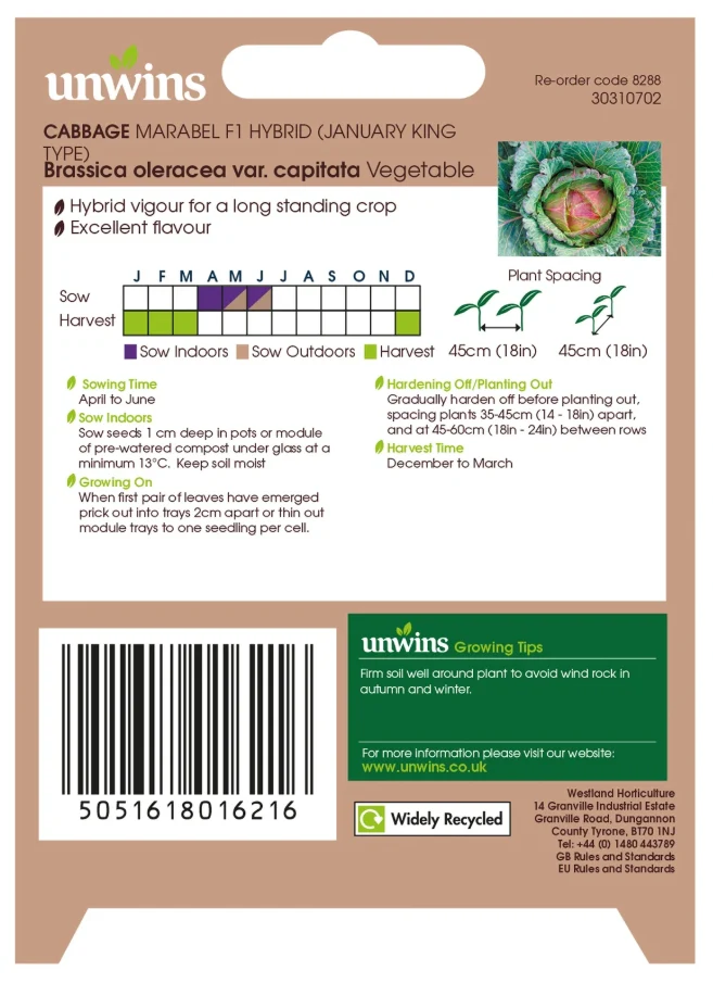 Unwins Cabbage Marabel F1 Improved January King Seeds - Image 2