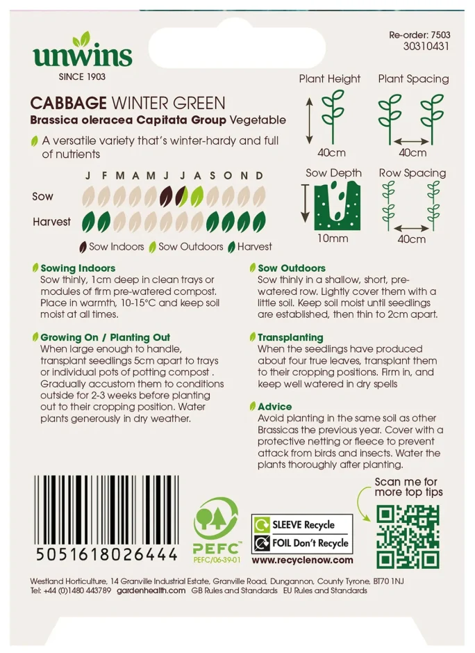 Unwins Cabbage Winter Green Seeds - Image 2