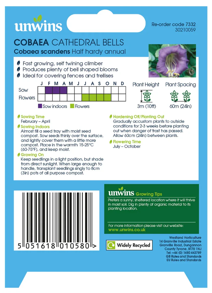 Unwins Cobaea Cathedral Bells Seeds - Image 2