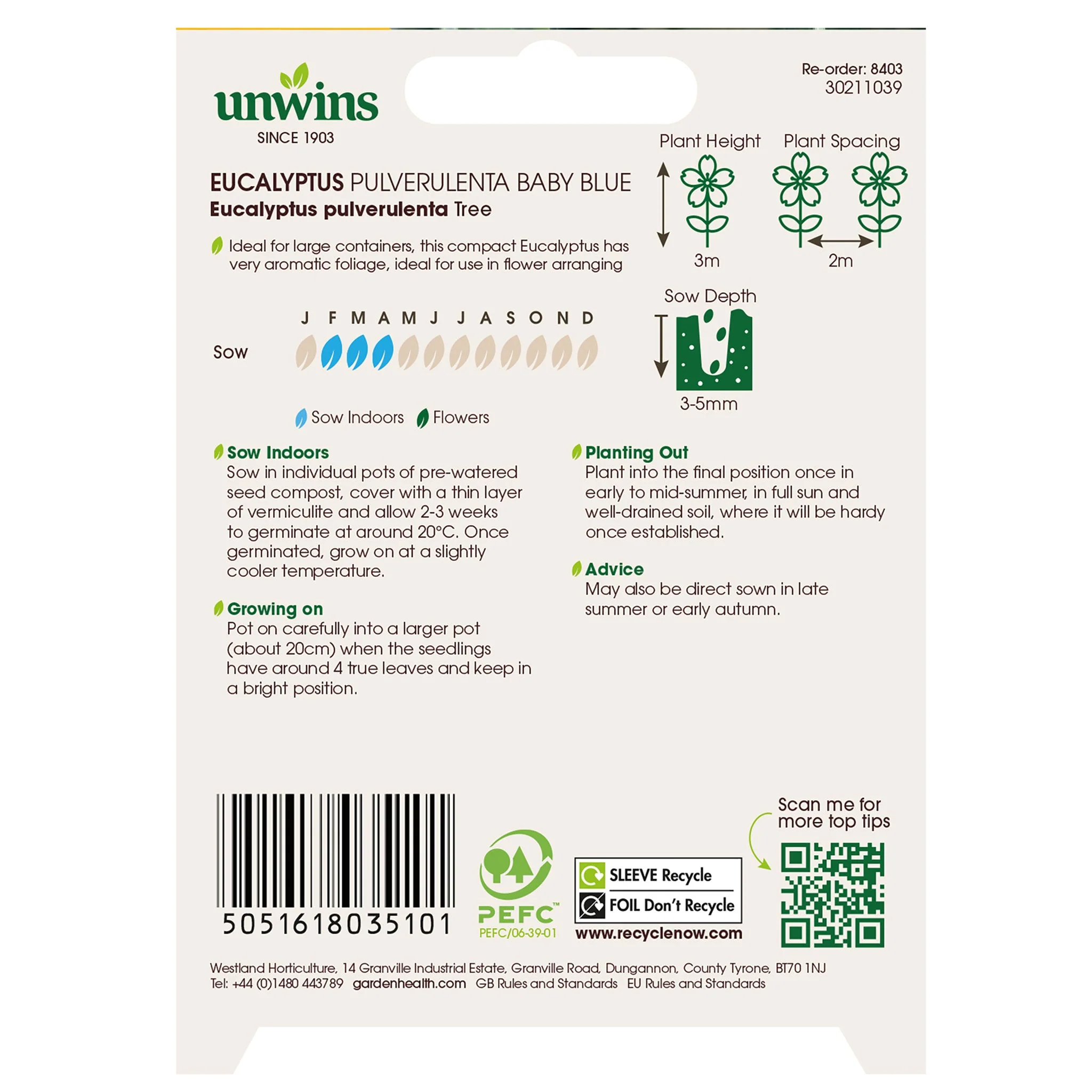 Unwins Eucalyptus Pulverulenta Baby Blue - Image 2