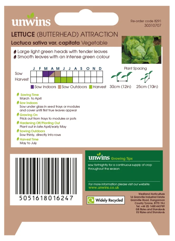 Unwins Butterhead Lettuce Attraction Seeds - Image 2