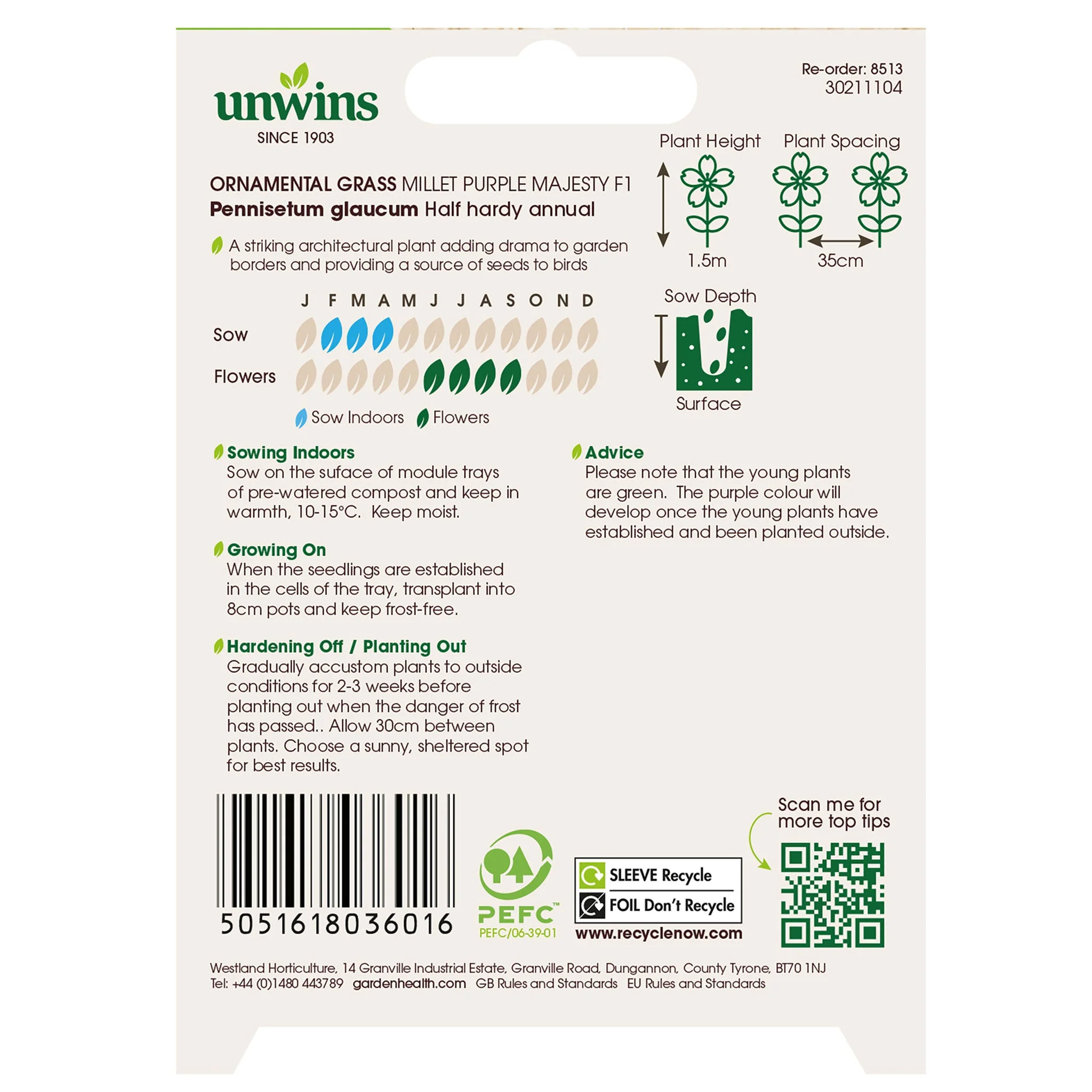 Unwins Ornamental Grass Millet Purple Majesty F1 Seeds - Image 2