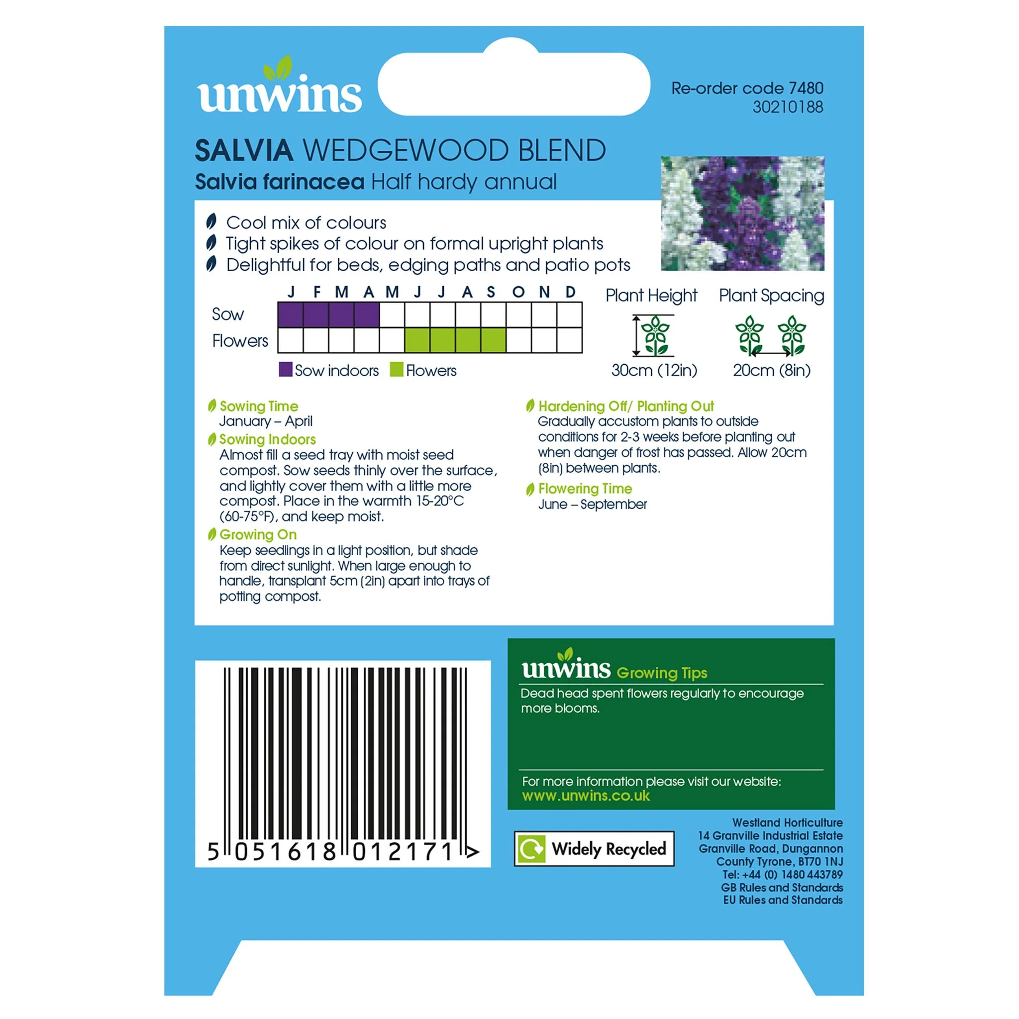 Unwins Salvia Wedgewood Blend Seeds - Image 2