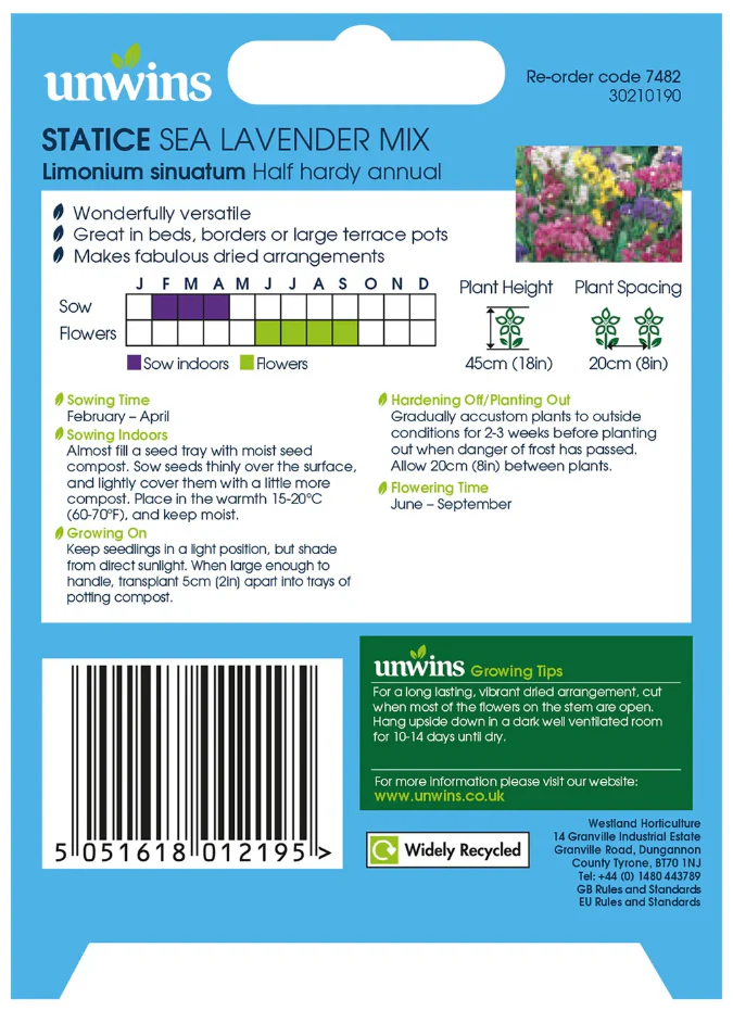 Unwins Statice Sea Lavender Mix Seeds - Image 2