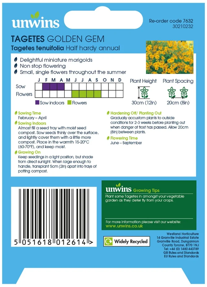 Unwins Tagetes Golden Gem - Image 2