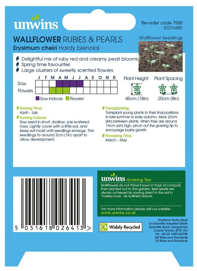 Unwins Wallflower Rubies & Pearls Seeds - Image 2