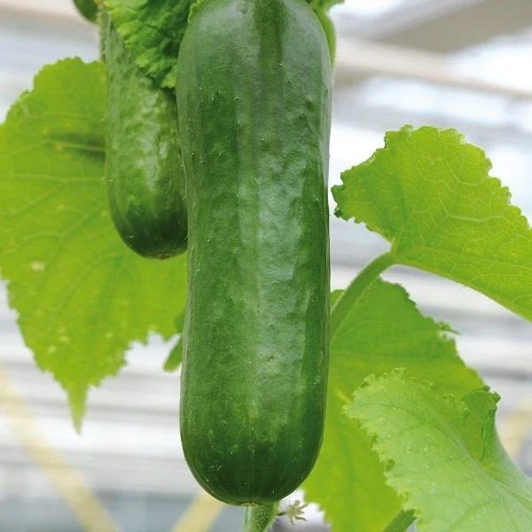 Kitchen Garden
