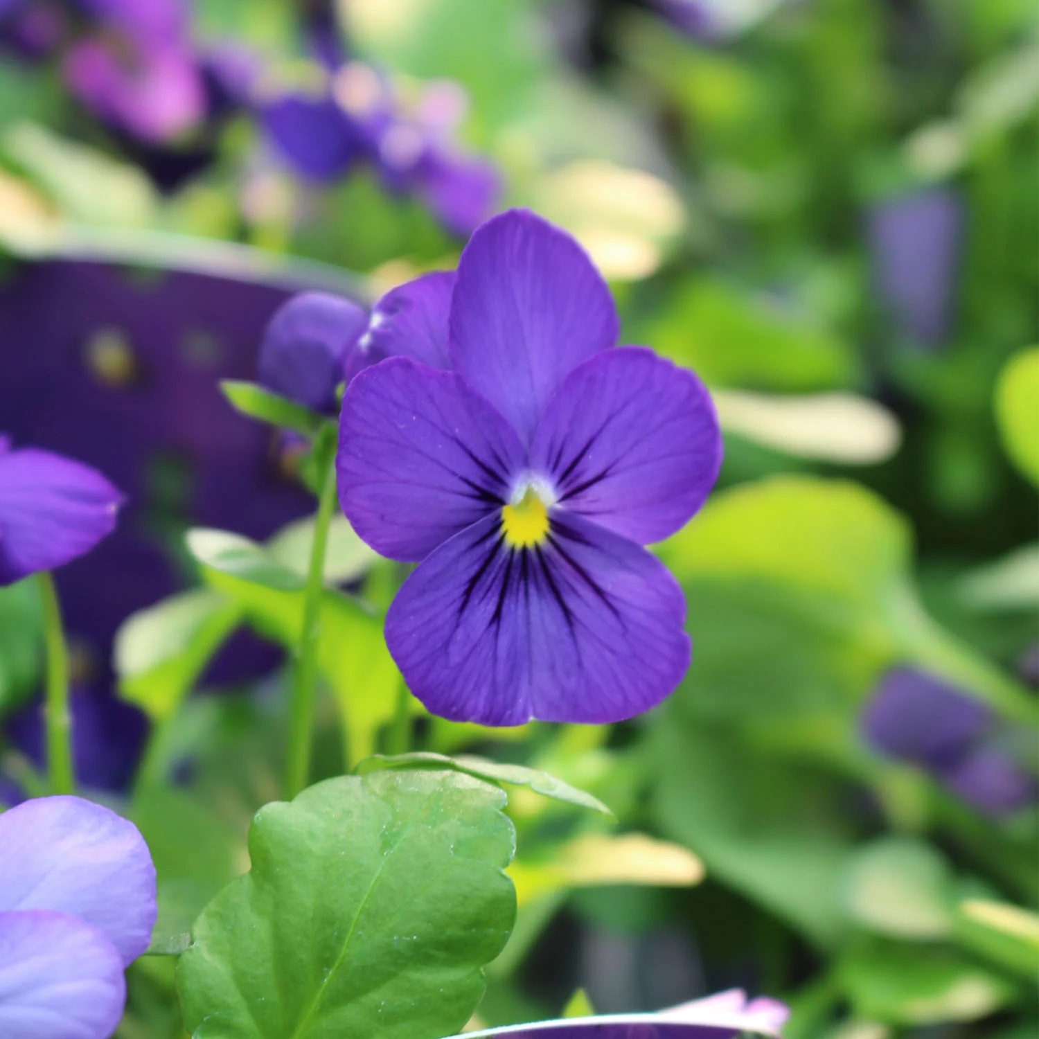 Viola 10.5cm Pot - Image 3