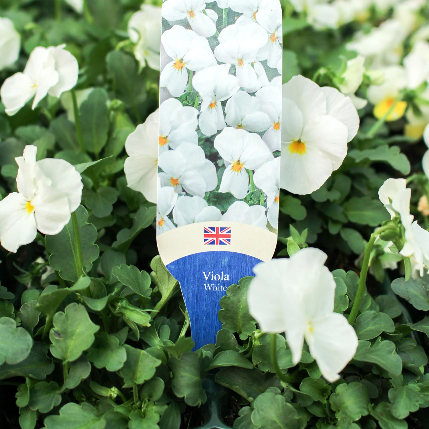 Viola 6 Pack - Image 3