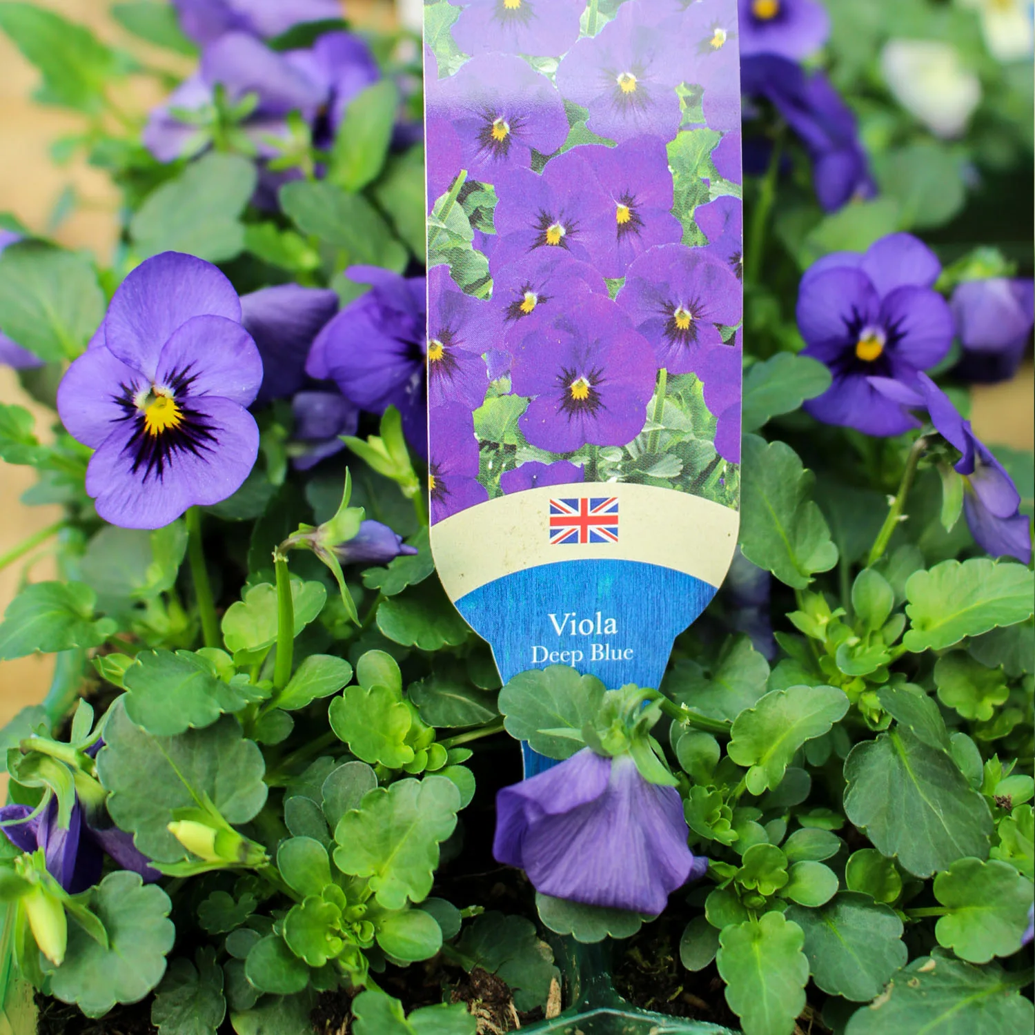 Viola 6 Pack - Image 4