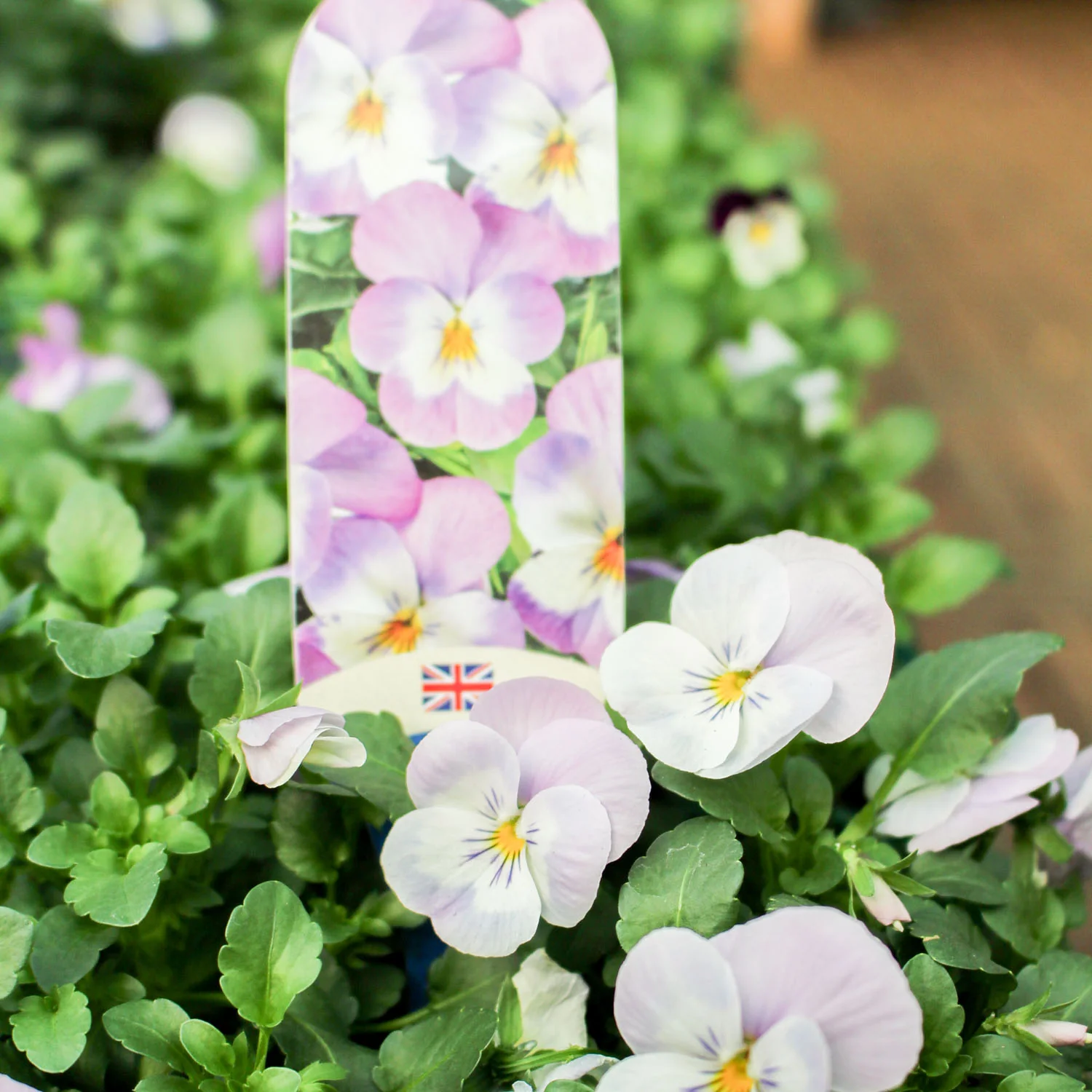 Viola 6 Pack - Image 5
