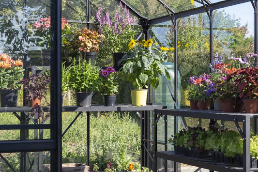 Vitavia Phoenix Greenhouse - Image 10