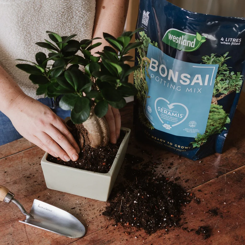 Westland Bonsai Potting Mix 4L - Image 4