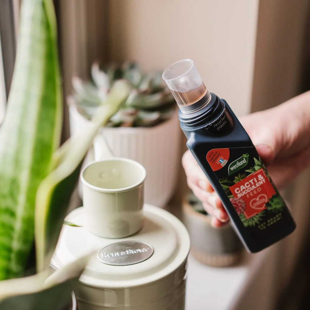 Westland Cacti & Succulent Feed Concentrate 200ml - Image 4