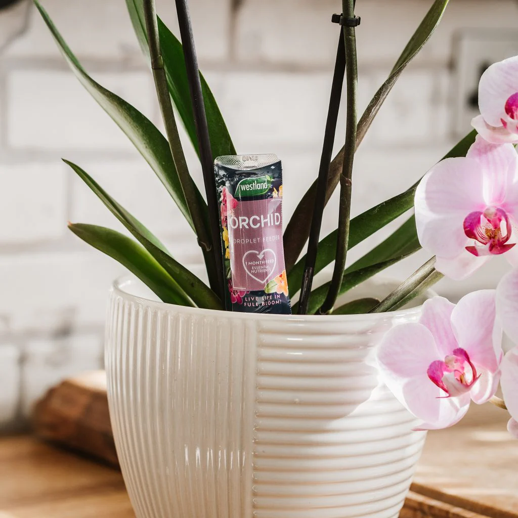 Westland Orchid Droplet Feeder 40ml - Image 3